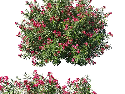 Lush Garden Shrub With Dense Green Foliage And Vibrant Red Blossoms 3d model