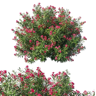 Lush Garden Shrub With Dense Green Foliage And Vibrant Red Blossoms 3d model Lush Garden Shrub With Dense Green Foliage And Vibrant Red Blossoms 3d model