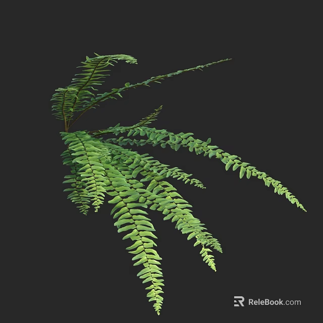 Lush Green Fern Plant With Feathery Fronds And Vibrant Foliage For Indoor Decor 3d model 