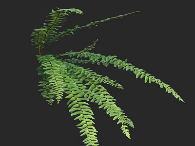 Lush Green Fern Plant With Feathery Fronds And Vibrant Foliage For Indoor Decor 3d model