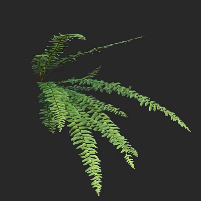 Lush Green Fern Plant With Feathery Fronds And Vibrant Foliage For Indoor Decor 3d model