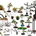 Various Bonsai Plants With Different Shapes And Decorative Pots On Display Shelves