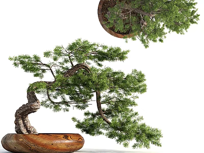 Artistic Bonsai Tree with Curved Trunk and Green Foliage in Carved Wooden Pot 3d model