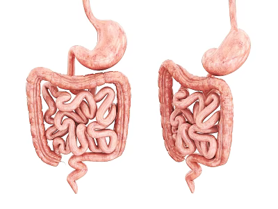 3D Anatomical Illustration Of Human Abdominal Organs Including Stomach And Intestines 3d model