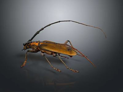 Longhorn Beetle With Long Antennae Long Legs Yellow Black Body On Gray Background With Reflection 3d model