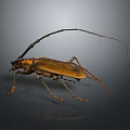 Longhorn Beetle With Long Antennae Long Legs Yellow Black Body On Gray Background With Reflection