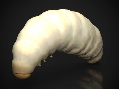 Creamy White Segmented Larva With Small Yellow Legs On Black Reflective Surface 3d model
