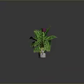 Various Indoor Plants Large Leaf Green Plant Climbing Vine Small Potted Plants And Watering Can