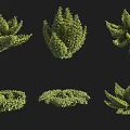 Various Artistic Pruned Green Bushes With Different Shaped Forms For Garden Landscaping