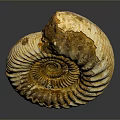 Chi chrysanthemum stone ancient fossil stone chrysanthemum fossil items 3d model