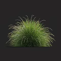 Fluffy Green Grass With Slender Leaves And Round Shape In Black Background 3d model