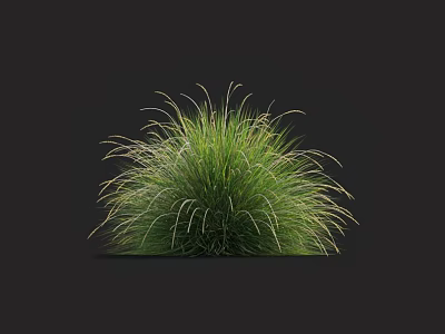 Fluffy Green Grass With Slender Leaves And Round Shape In Black Background 3d model