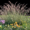 Vibrant Mixed Flowers And Ornamental Grass In Garden Meadow With Purple Yellow Blooms