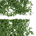Lush Green Ivy Plants Dense Foliage For Natural Decorative Wall Covering