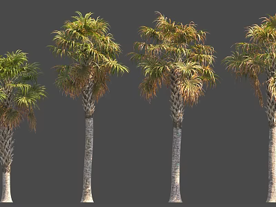 Various Palm Trees With Different Frond States And Textured Trunks 3d model