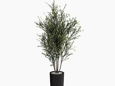 Bonsai Potted Plant With Slender Branches Green Foliage And Black Vertical Striped Pot 3d model