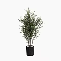 Bonsai Potted Plant With Slender Branches Green Foliage And Black Vertical Striped Pot
