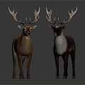Two Deer with Large Antlers Different Color Variations Standing Together on Gray Background 3d model