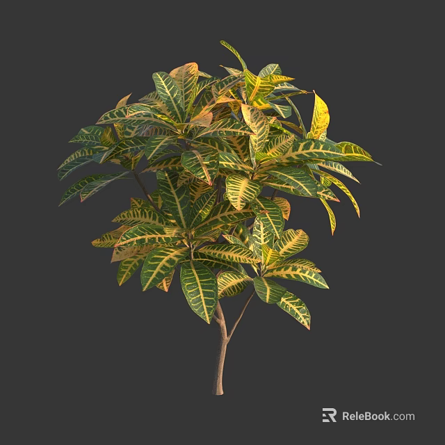 Colorful Croton Plant With Green And Yellow Variegated Leaves In Natural Growth 3d model 