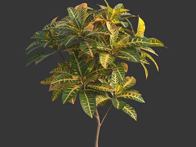 Colorful Croton Plant With Green And Yellow Variegated Leaves In Natural Growth 3d model