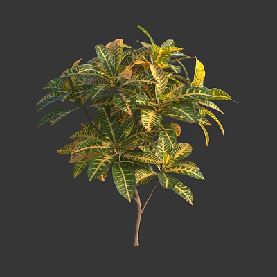 Colorful Croton Plant With Green And Yellow Variegated Leaves In Natural Growth 3d model