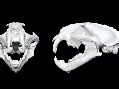 Modern Dinosaur Skull 3d model Modern Dinosaur Skull 3d model