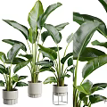 Three Potted Green Plants With Large Leaves In White Pots For Home Decor