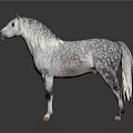 White And Gray Spotted Horse With Silver White Mane Standing Gracefully On Dark Background
