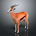 Standing 3D Antelope Model With Brown White Fur Curved Horns Dark Background