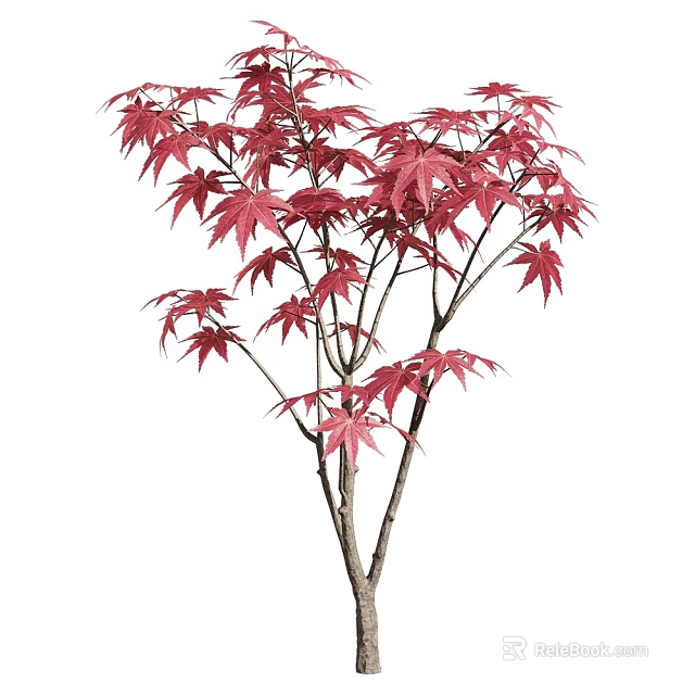 Vibrant Red Leaf Tree With Slender Branches And Lush Foliage 3d model