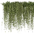 Lush Green Hanging Vines With Cascading Foliage For Natural Decorative Wall