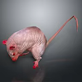 Hairless Rat with Pink Skin Red Eyes and Paws Long Thin Tail on Dark Background