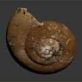 Orange Snail Shell with Natural Texture and Broken Edge on Dark Background 3d model