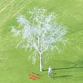 Tall Arbor Growing In Lush Green Grassland With Standing Person And Natural Scene