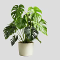 Monstera Tree with Large Green Leaves in White Ceramic Pot as Indoor Plant