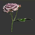 Elegant Pink Rose With Green Leaves And Flower Bud On Dark Background
