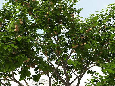 Lush Fruit Bearing Tree With Green Leaves And Ripe Fruits On Branches 3d model