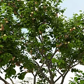 Lush Fruit Bearing Tree With Green Leaves And Ripe Fruits On Branches