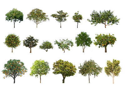 Arbor Trees With Various Species Different Crown Shapes And Green Foliage 3d model