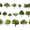 Arbor Trees With Various Species Different Crown Shapes And Green Foliage