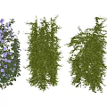 Three Types of Lush Green Vines Featuring Purple Flowers and Decorative Foliage