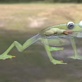 Green Aquatic Frog With Transparent Body And Visible Internal Organs On Grassy Background