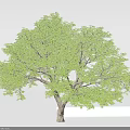 Tall Arbor with Lush Green Leaves and Strong Trunk Standing Isolated in Plain Background
