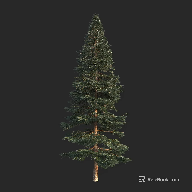 Tall Evergreen Tree With Needle Foliage And Straight Trunk Against Black Background 3d model 