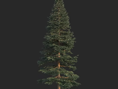 Tall Evergreen Tree With Needle Foliage And Straight Trunk Against Black Background 3d model