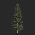 Tall Evergreen Tree With Needle Foliage And Straight Trunk Against Black Background