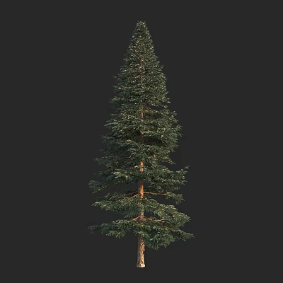 Modern red spruce red spruce red fruit spruce red bark spruce 3d model