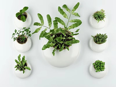Bonsai Potted Plants In White Ceramic Pots With Various Green Foliage Arranged On White Background 3d model