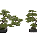 Two Bonsai Trees With Curved Trunks And Lush Foliage In Square Black Pots