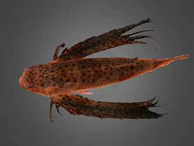 Orange Red Fish With Dark Spots And Large Fins Distinctive Appearance 3d model